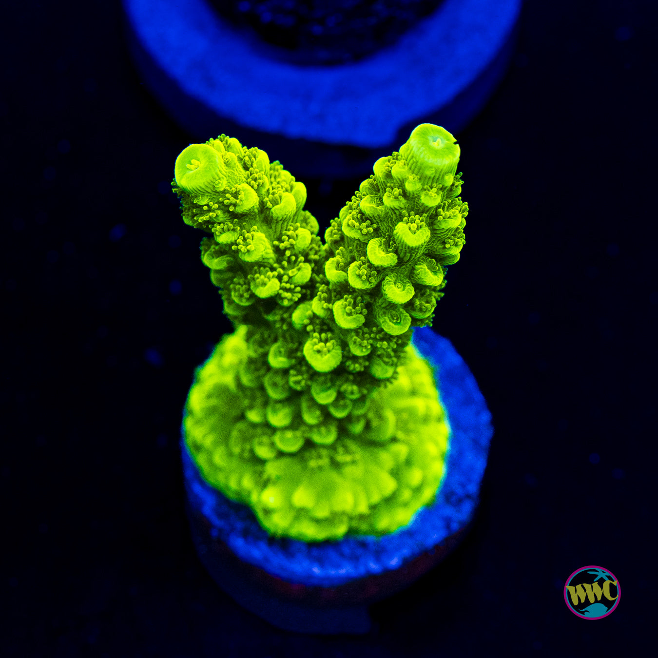 Green Slimer Acropora