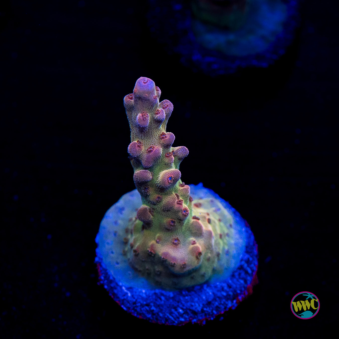 WWC Joe Dirte Acropora