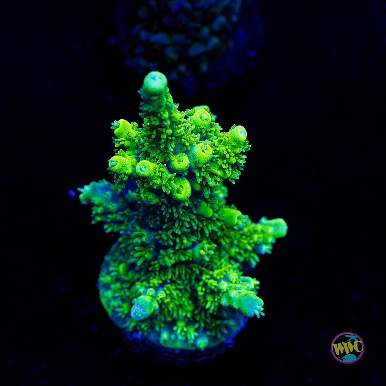 ORA Purple Plasma Acropora