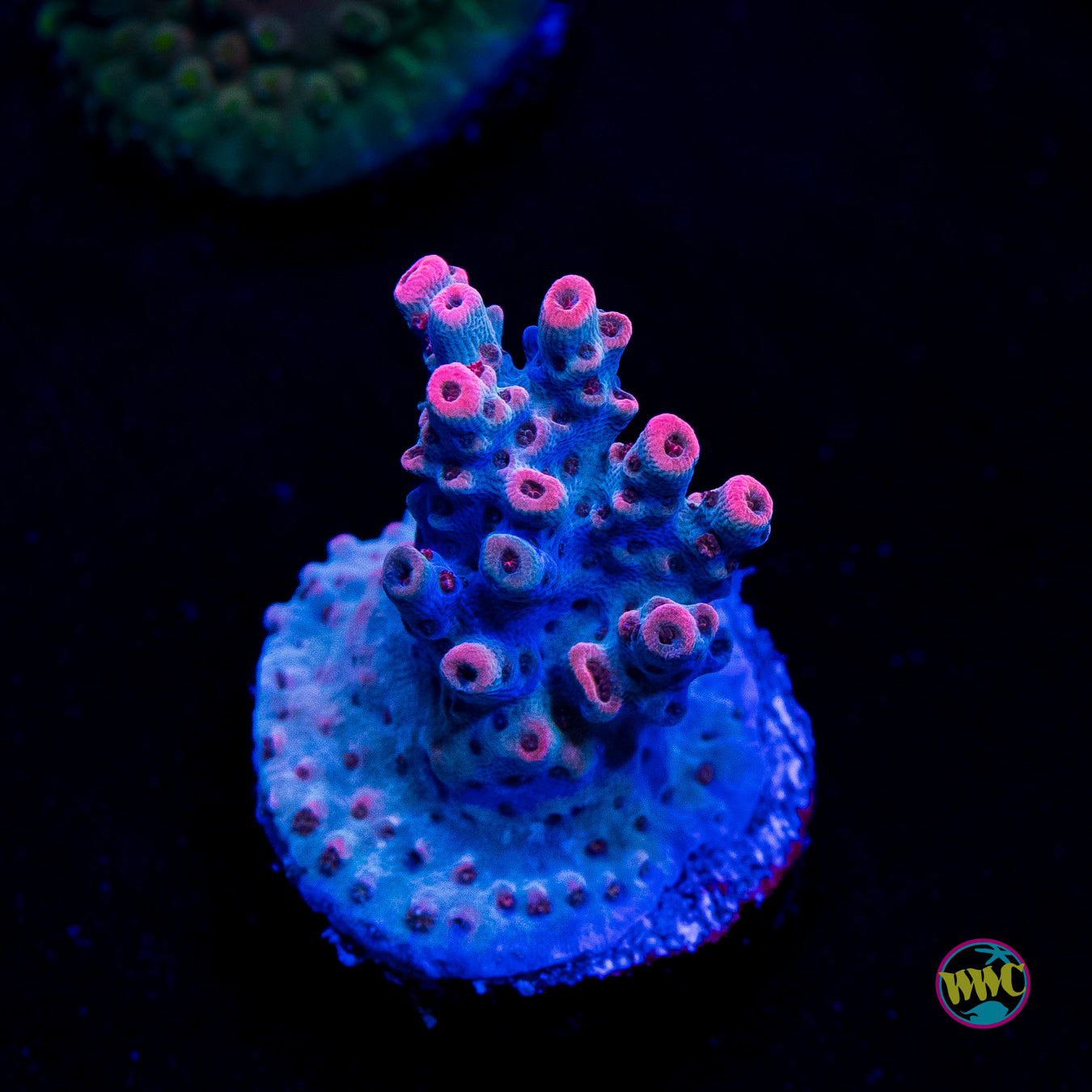 WWC French Tickler Acropora
