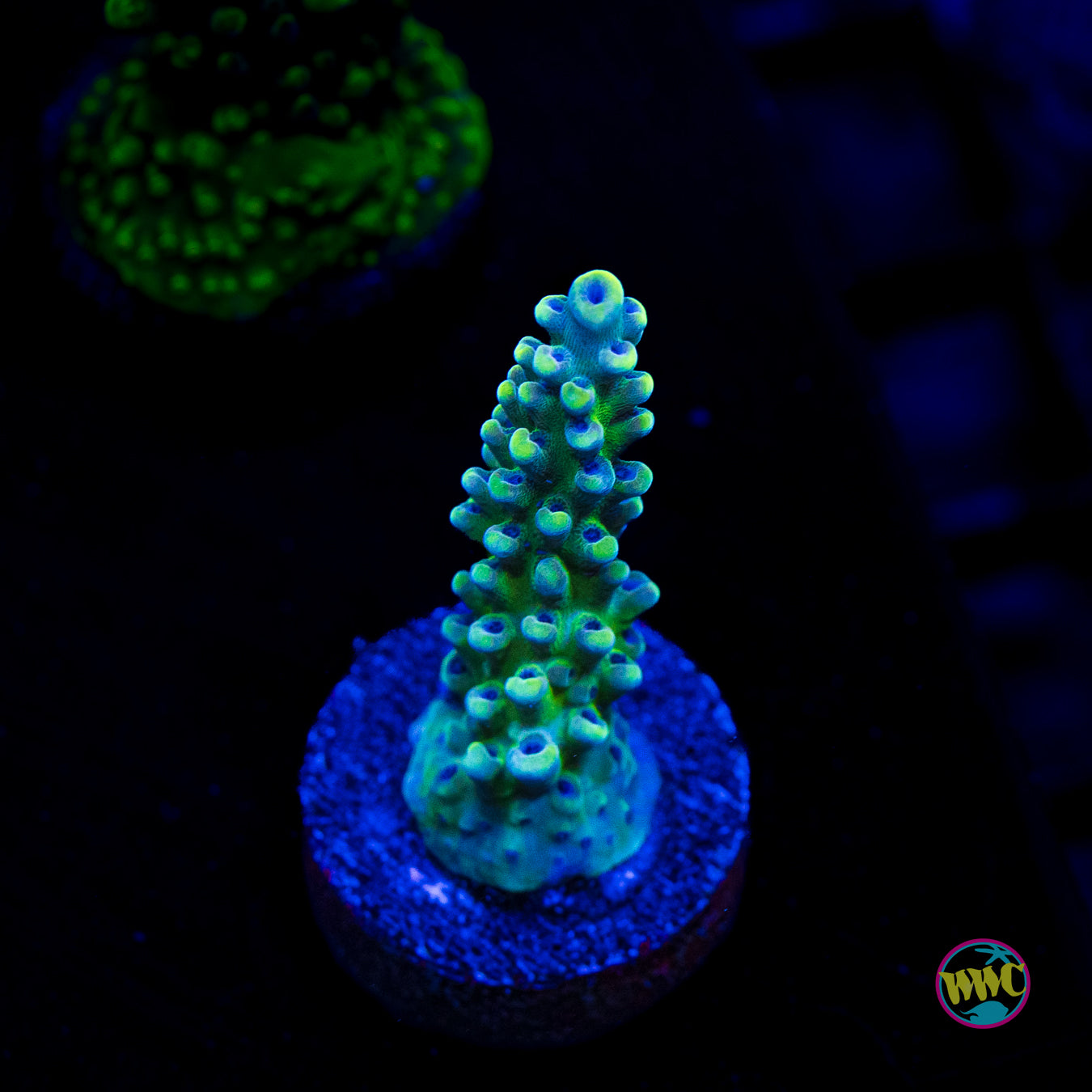 Gonzo Blueberry Diesel Acropora