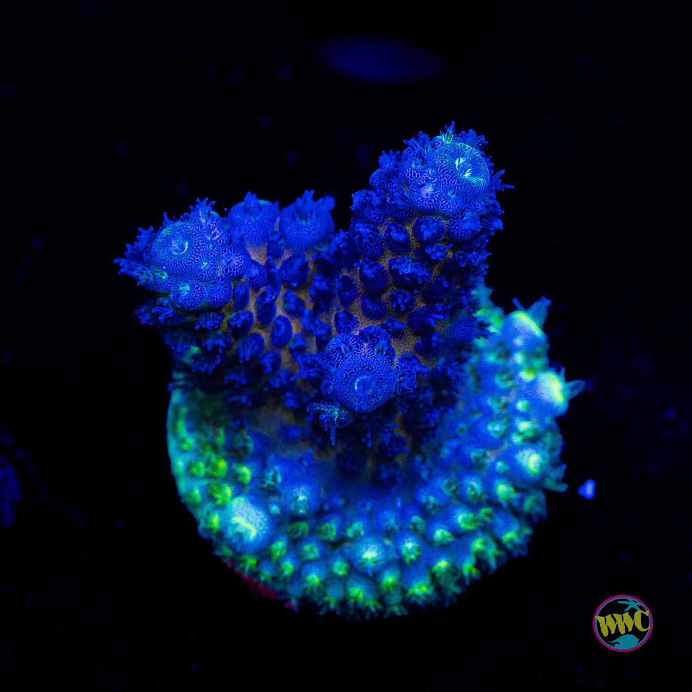 WWC Nuclear Grapes Acropora