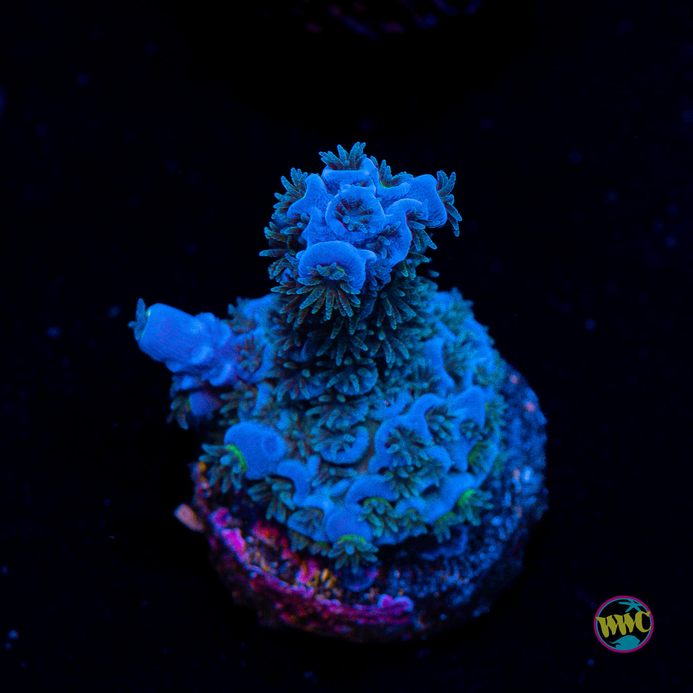 WWC Cobalt Tenuis Acropora