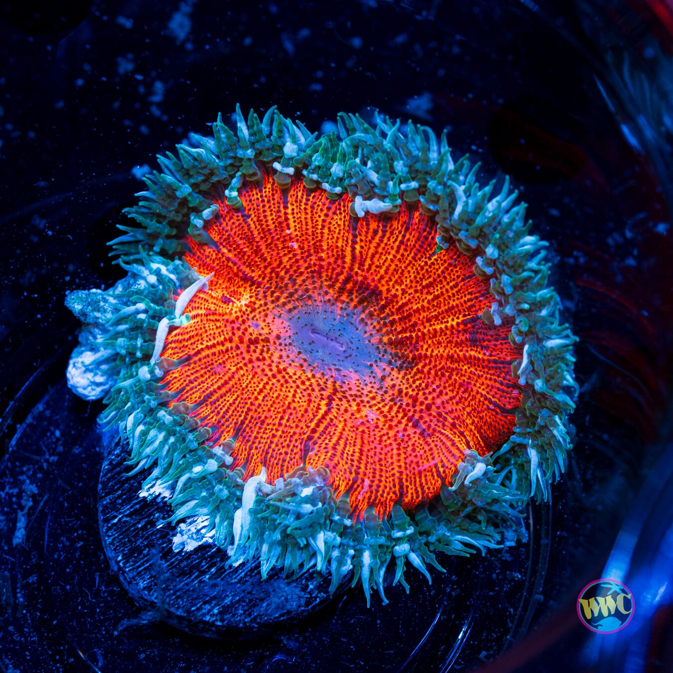 Fireball Flower Anemone - Actinic Photo