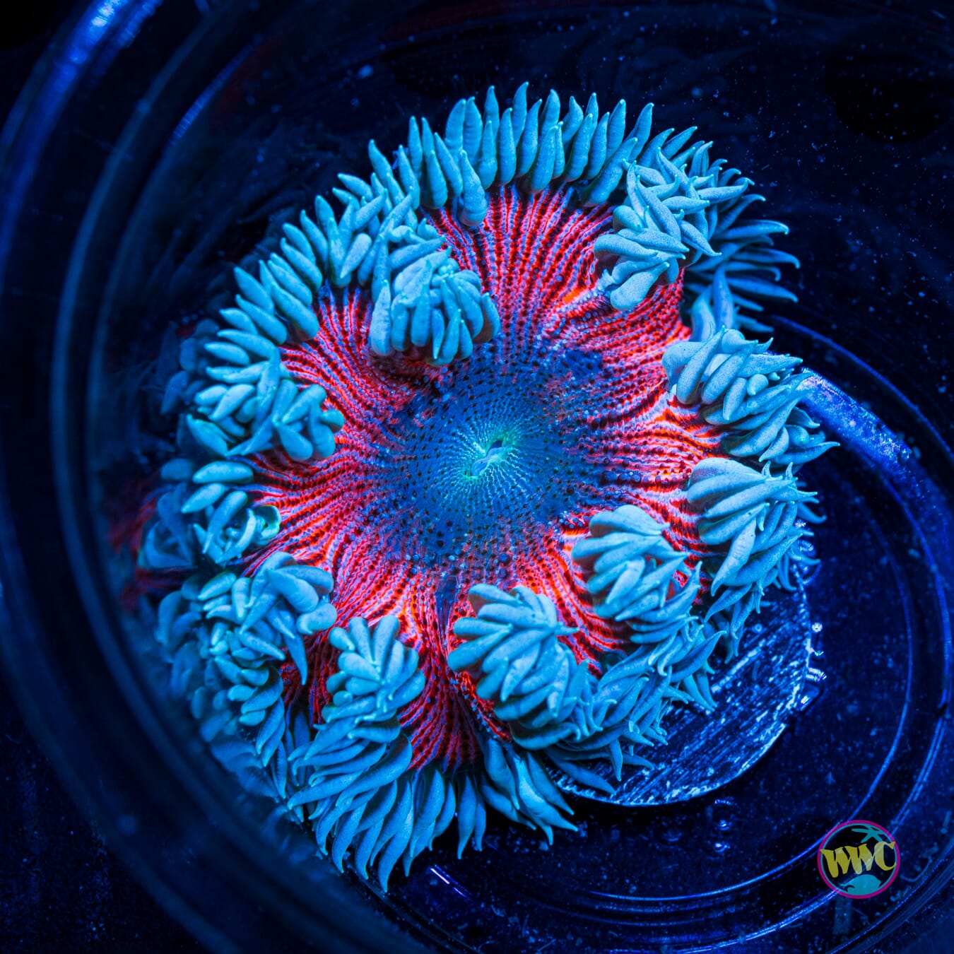 Pink Zebra Flower Anemone - Actinic Photo