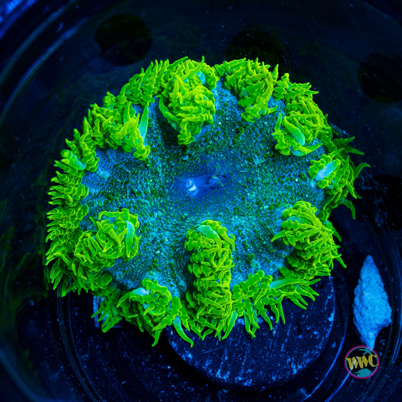 Swamp Monster Flower Anemone - Actinic Photo