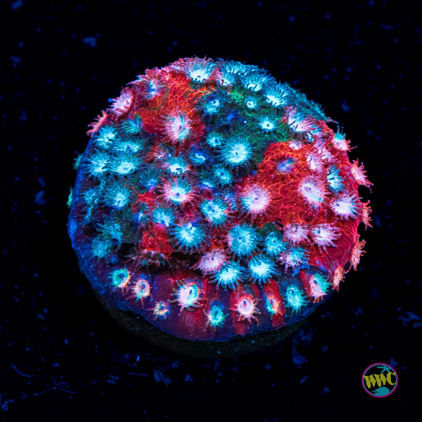 Jason Fox Fender Bender Cyphastrea - Actinic Photo