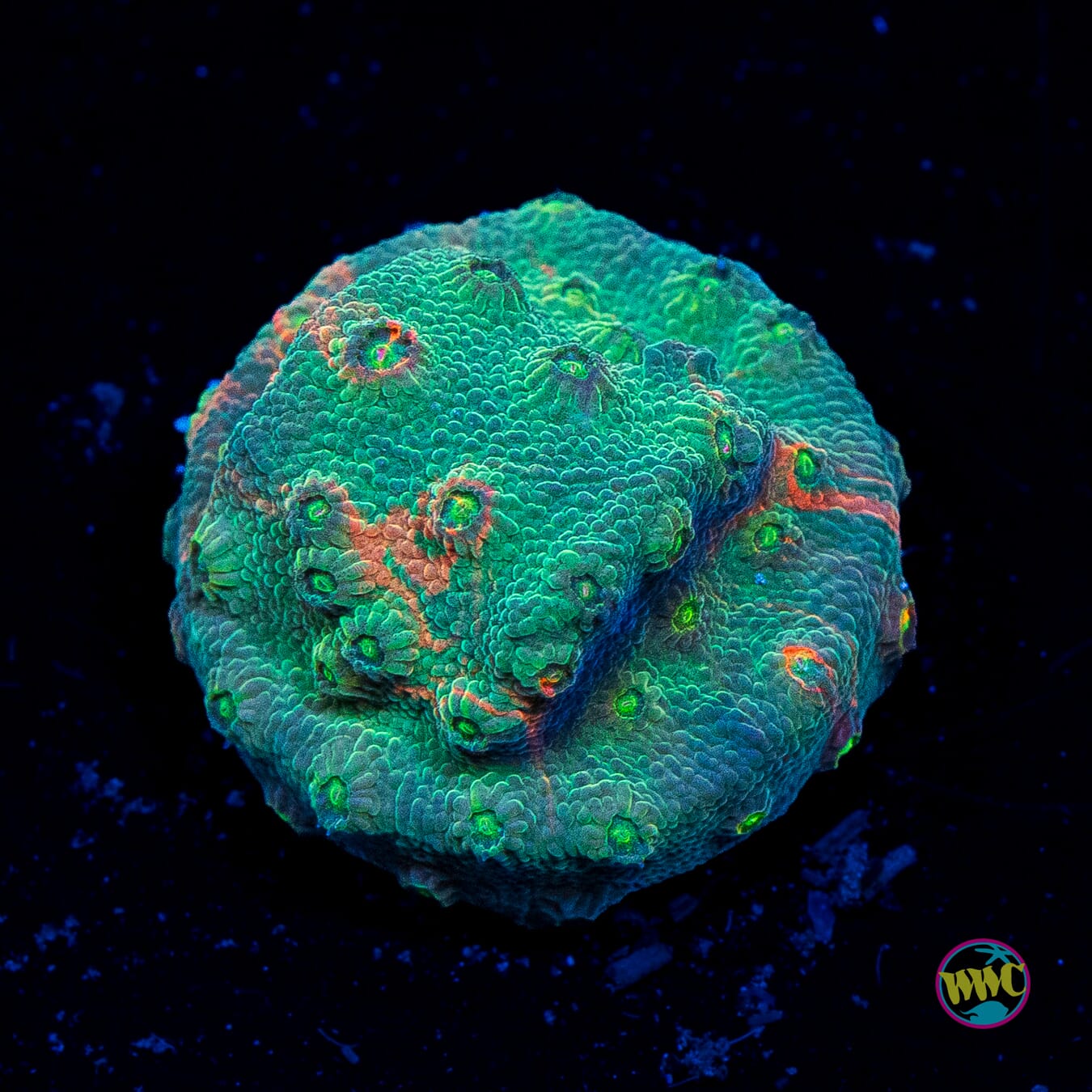 WWC Grafted Tutti Fruity Cyphastrea - Actinic Photo