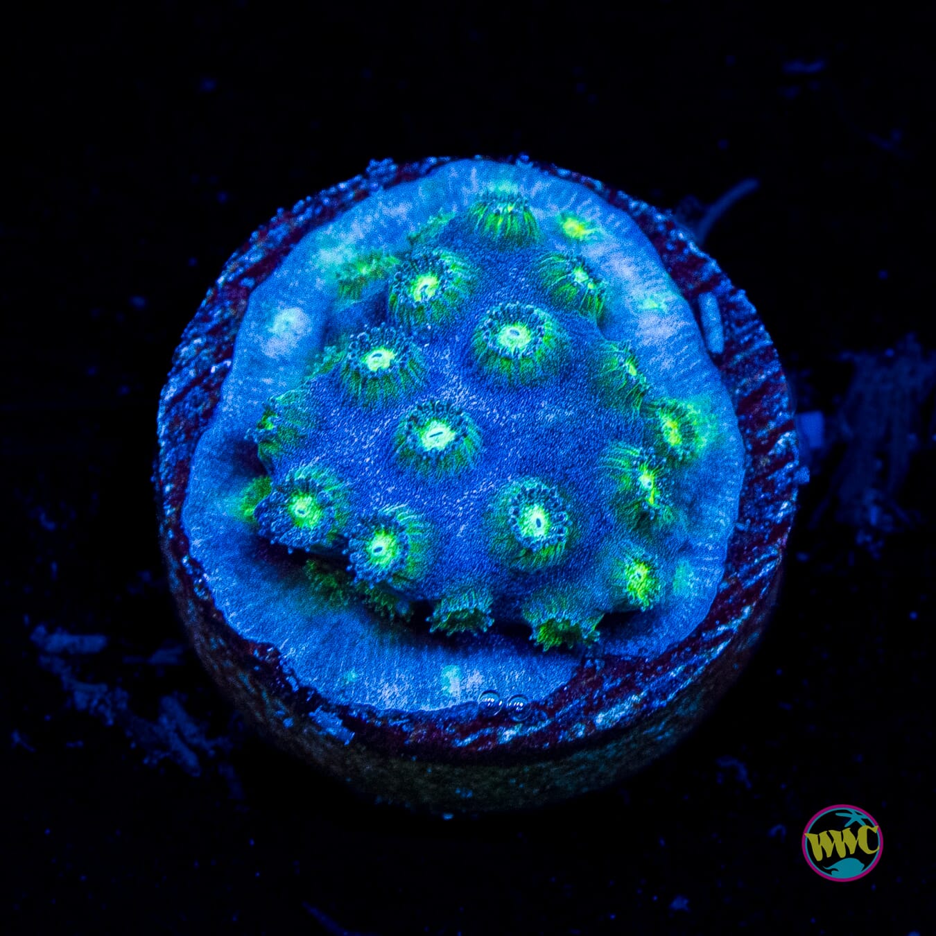 WWC Islands Cyphastrea - Actinic Photo