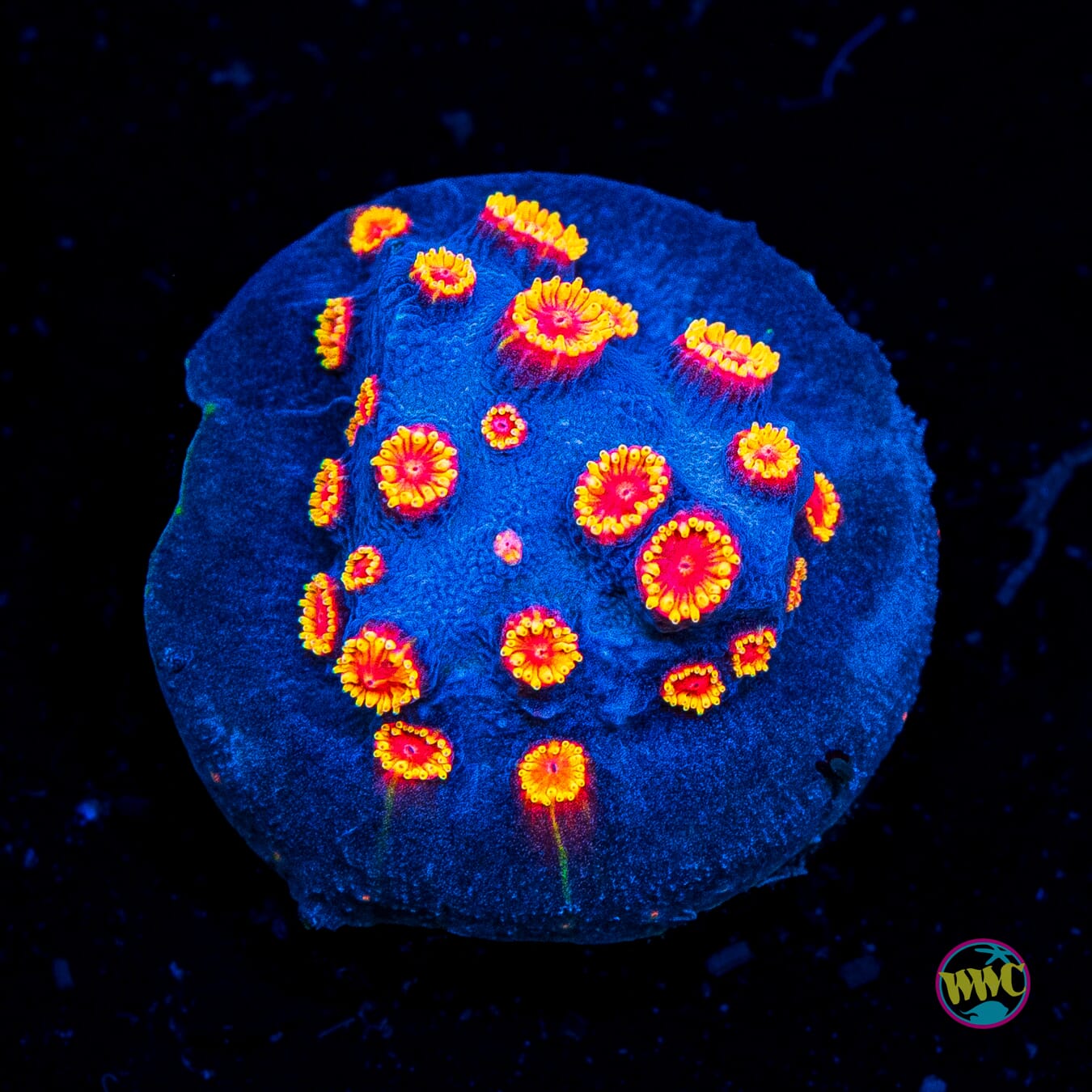 WWC Bizarro Cyphastrea - Actinic Photo