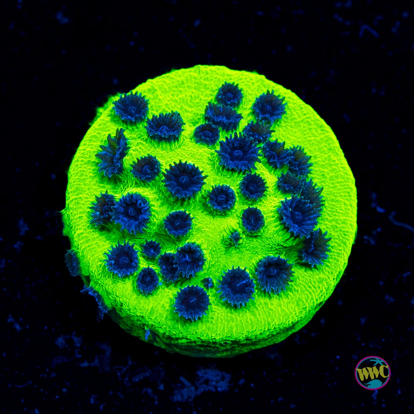 WWC Mardi Gras Cyphastrea - Actinic Photo