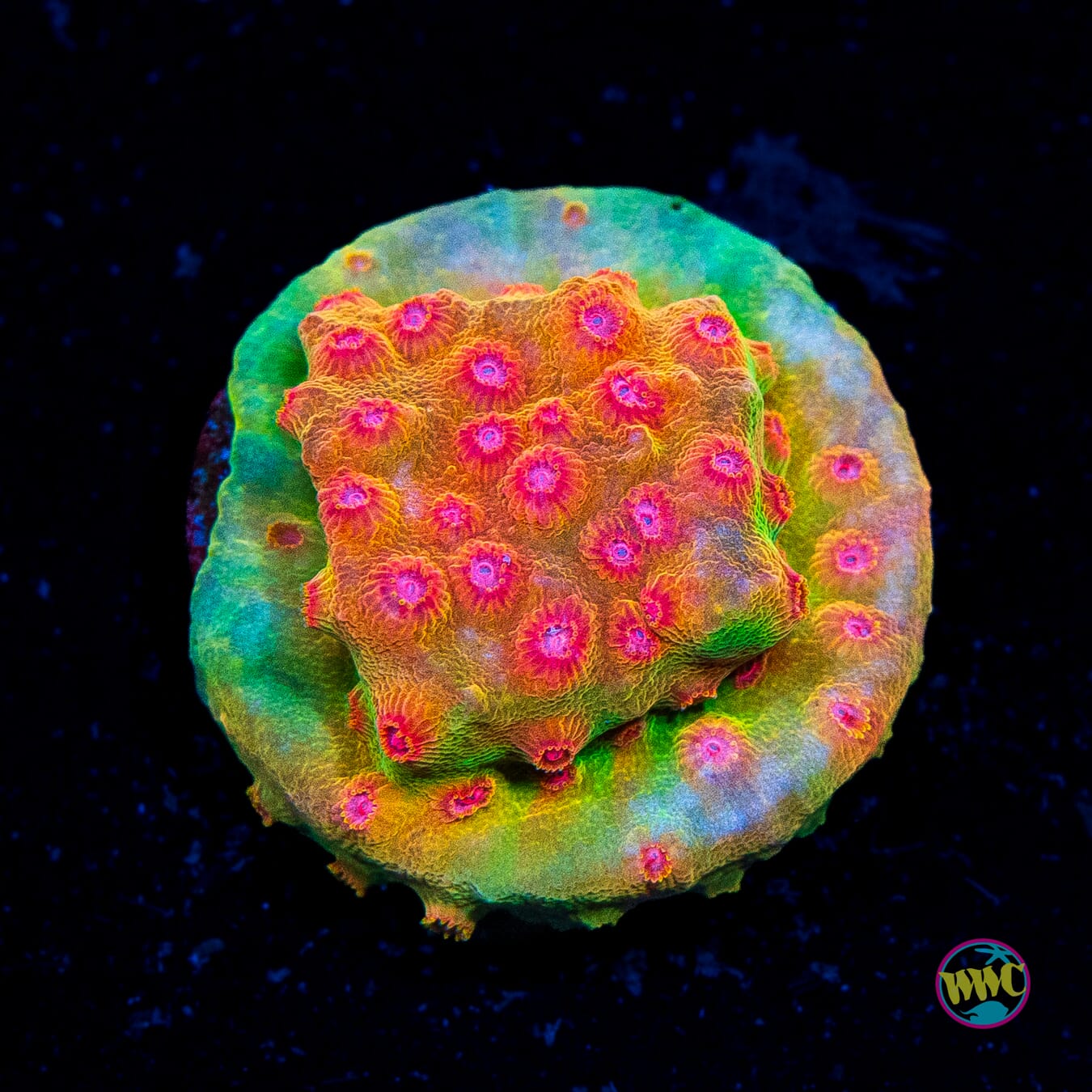 WWC Defcon Cyphastrea - Actinic Photo