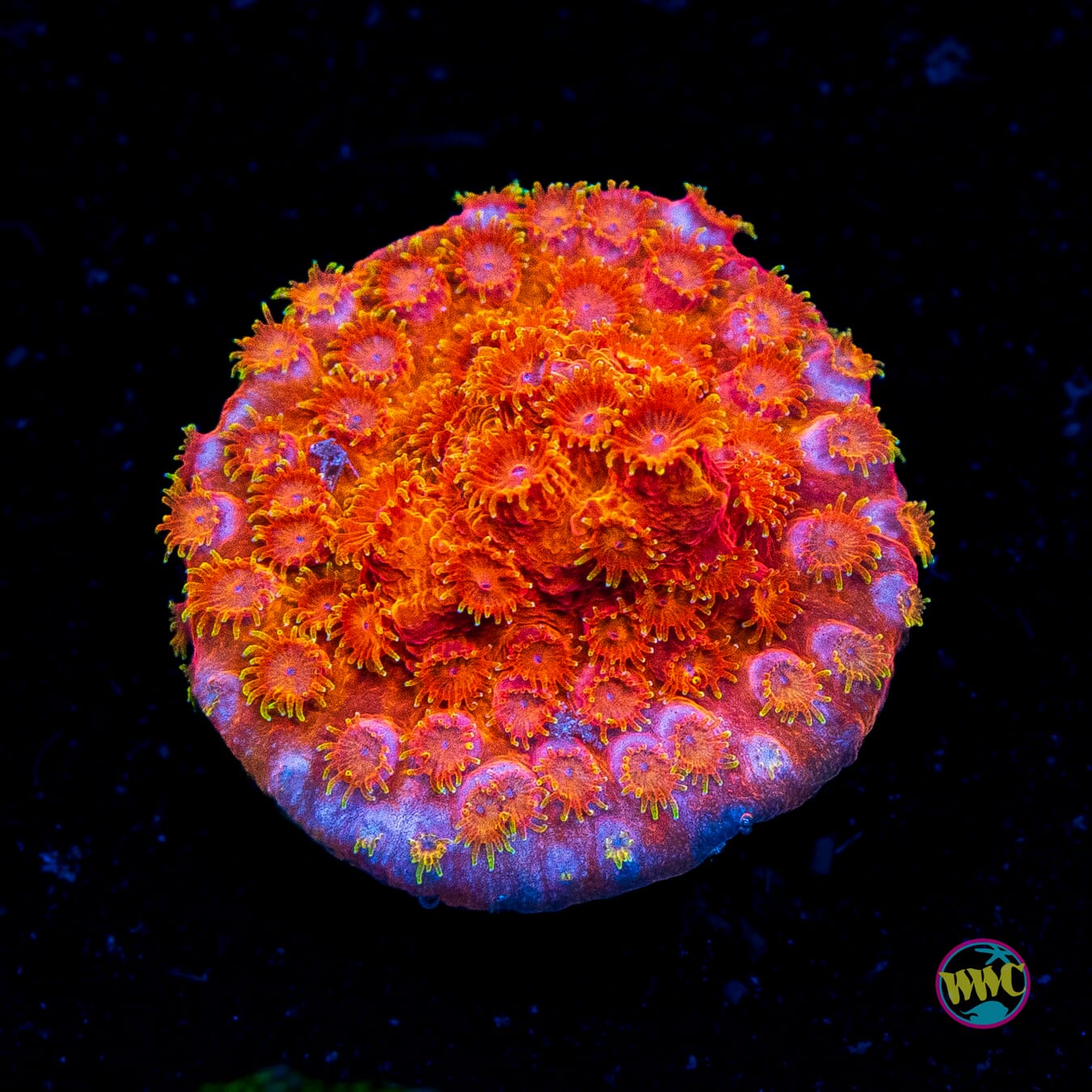 WWC Hi-Cee Cyphastrea - Actinic Photo