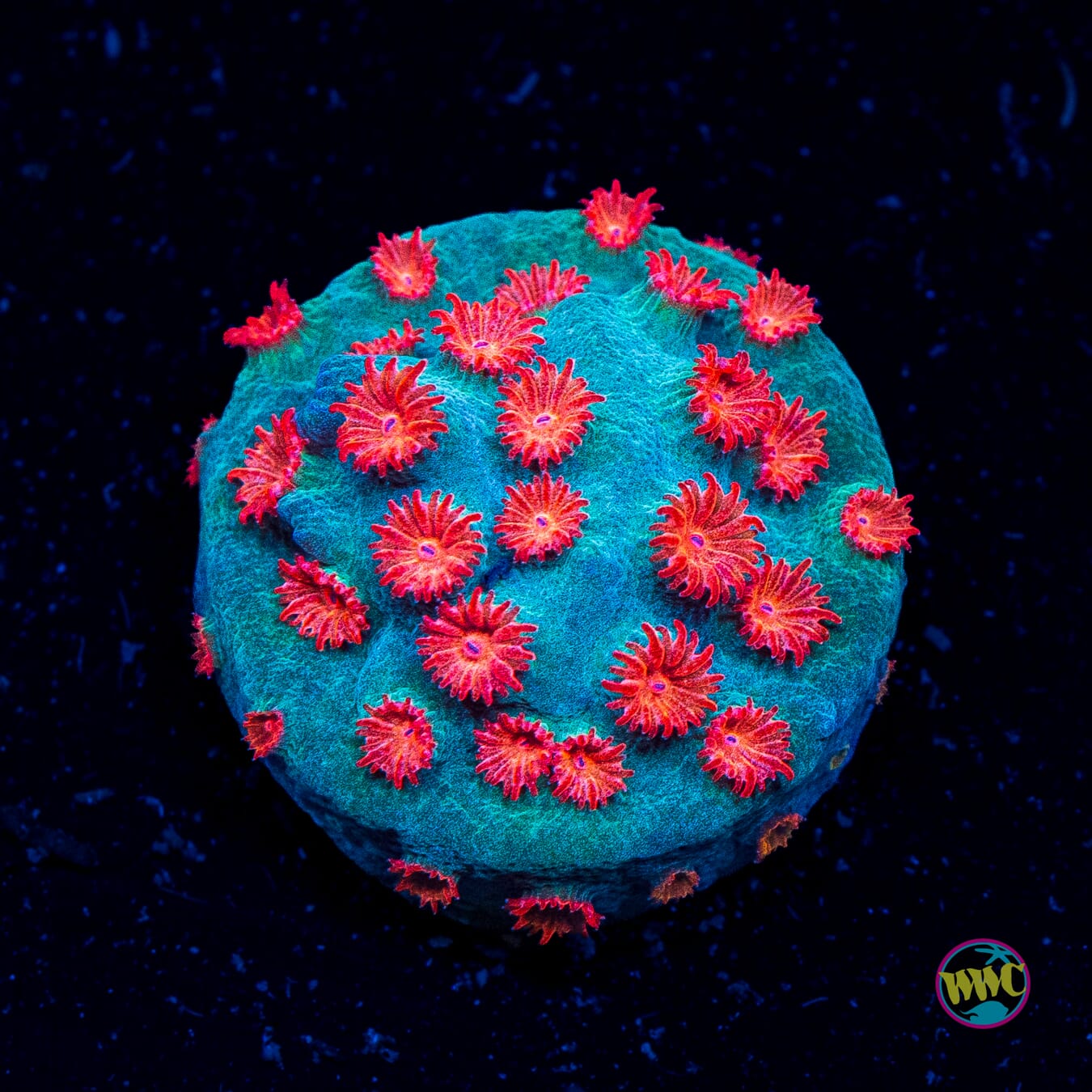 WWC Meteor Shower Cyphastrea - Actinic Photo