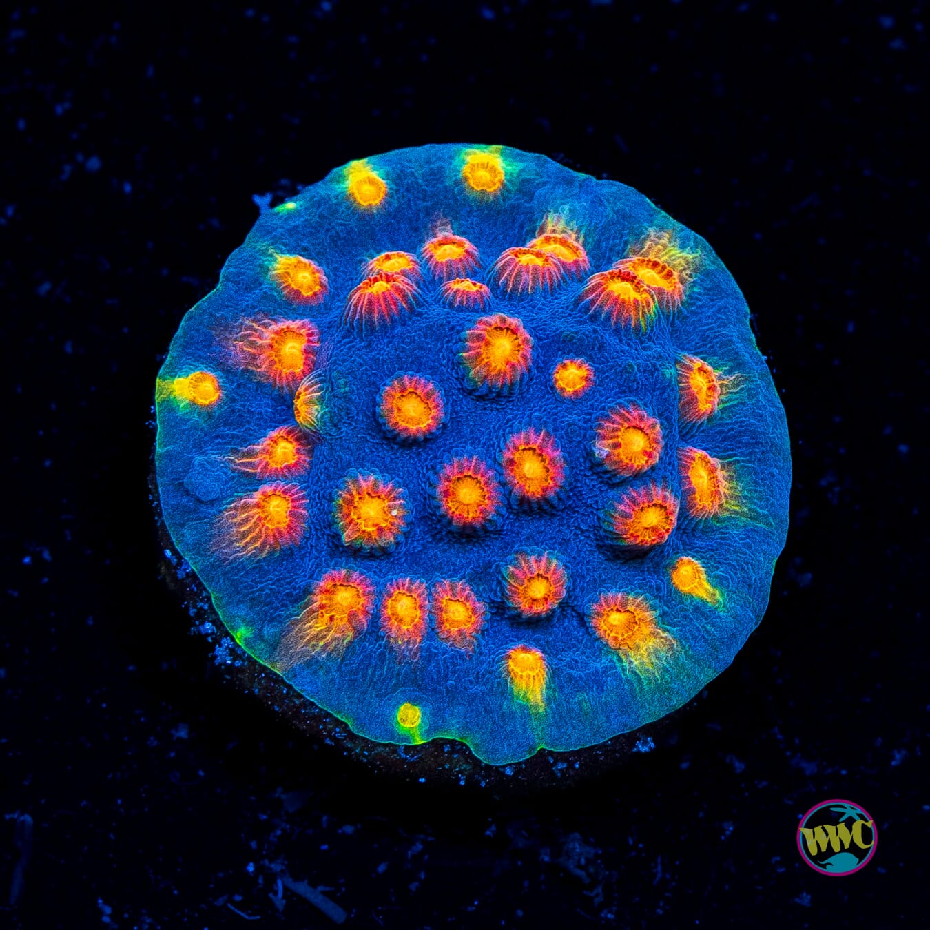 WWC Rainbow Madness Cyphastrea - Actinic Photo