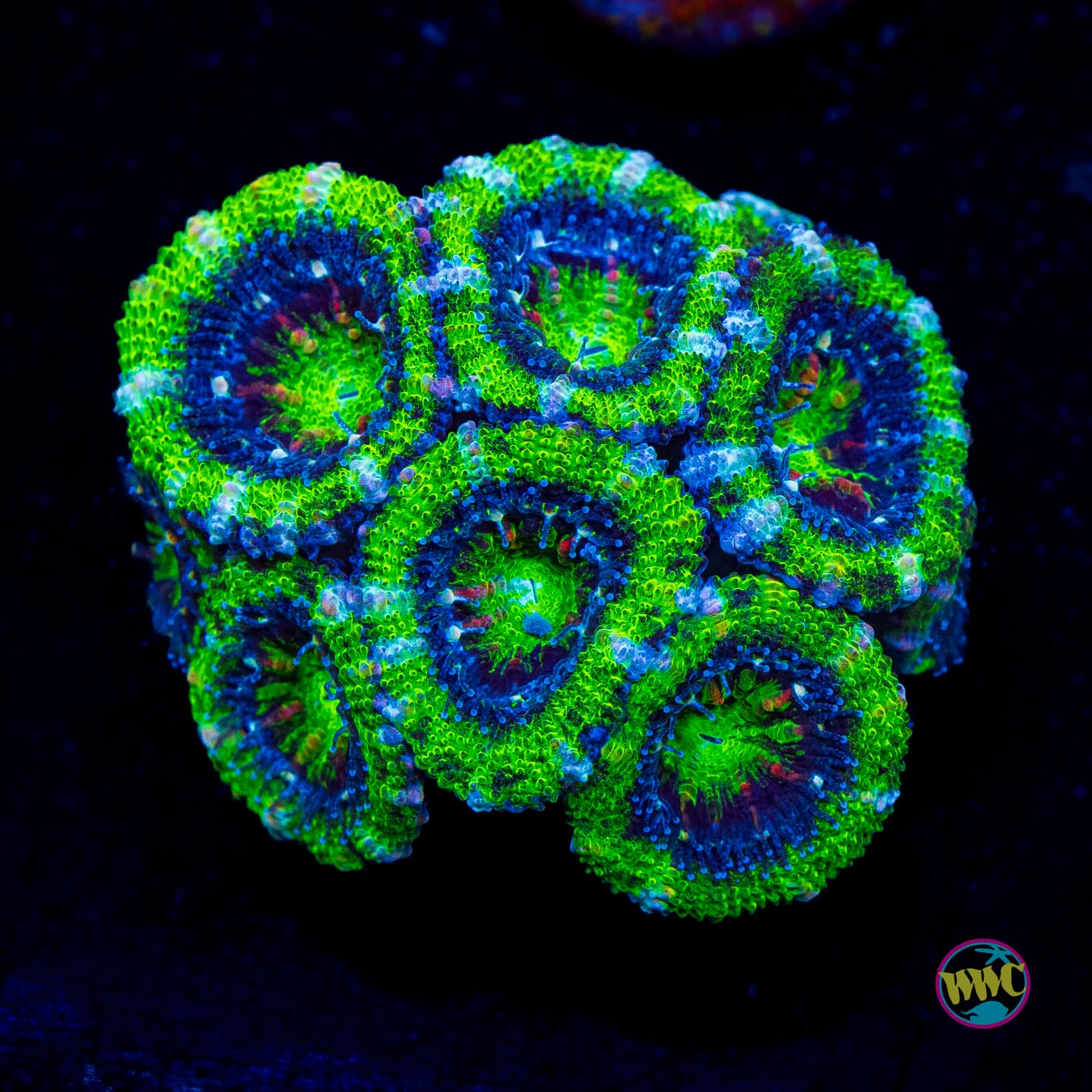  Green Ogre Aussie Lord - Actinic Photo