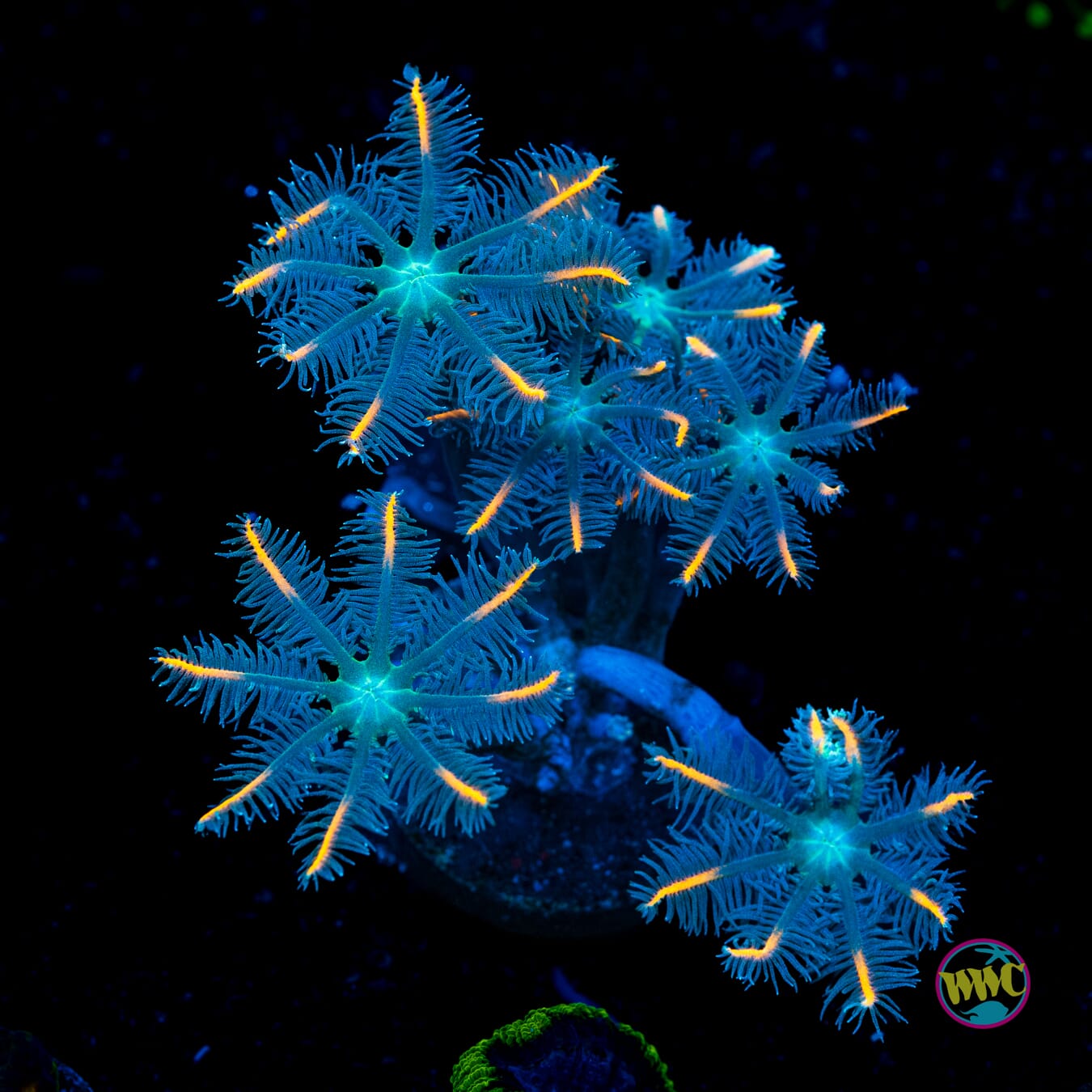 WWC Florida Squeeze Clove Polyps - Actinic Photo