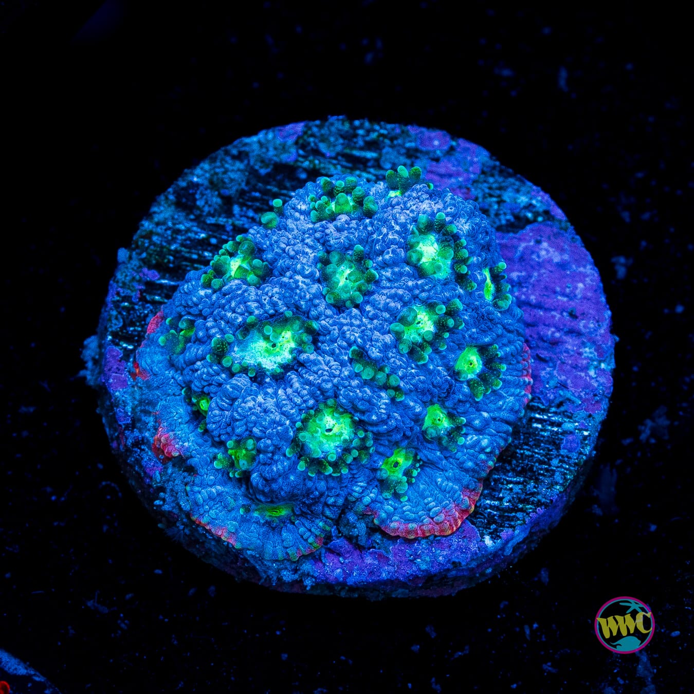 WWC Snow Dragon Favites - Actinic Photo
