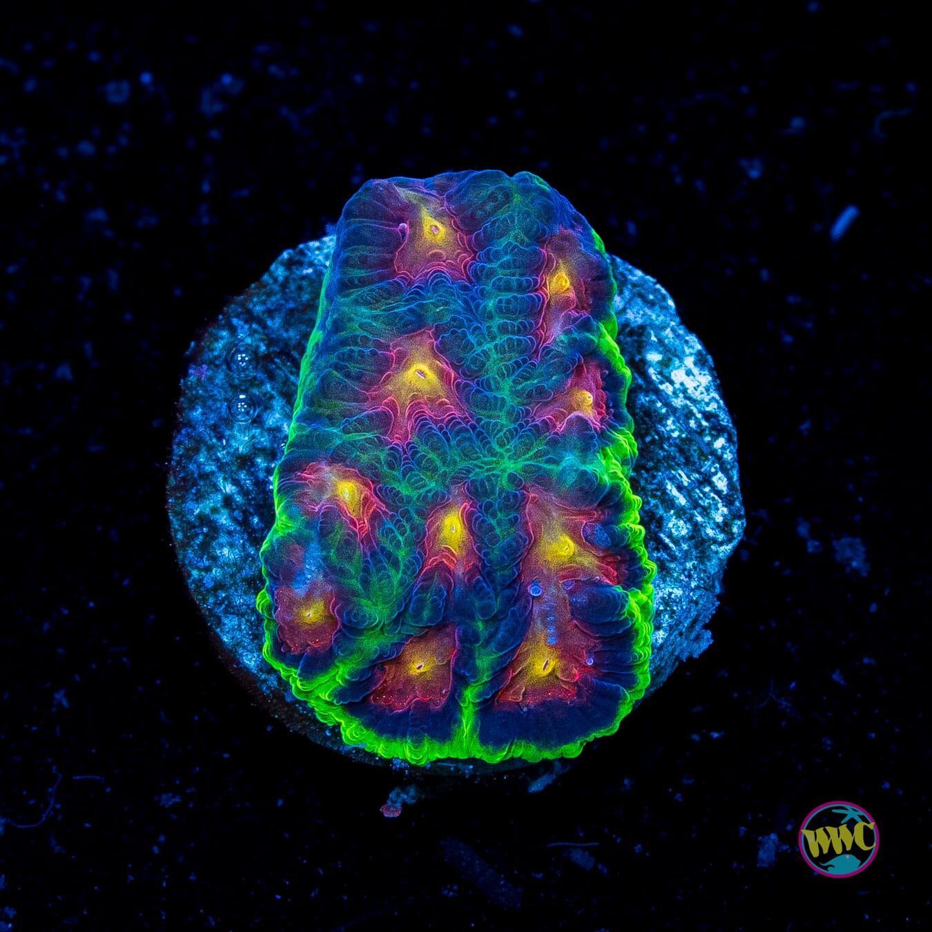 Jason Fox Alien Anti Venom Favites - Actinic Photo