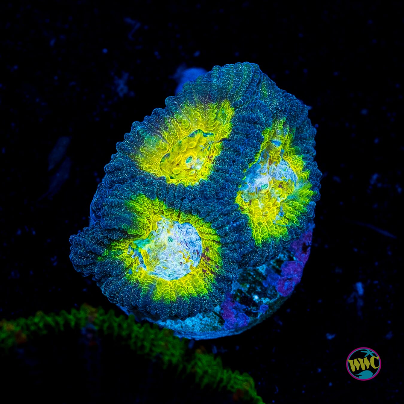 WWC Blue Lobster Favia - Actinic Photo