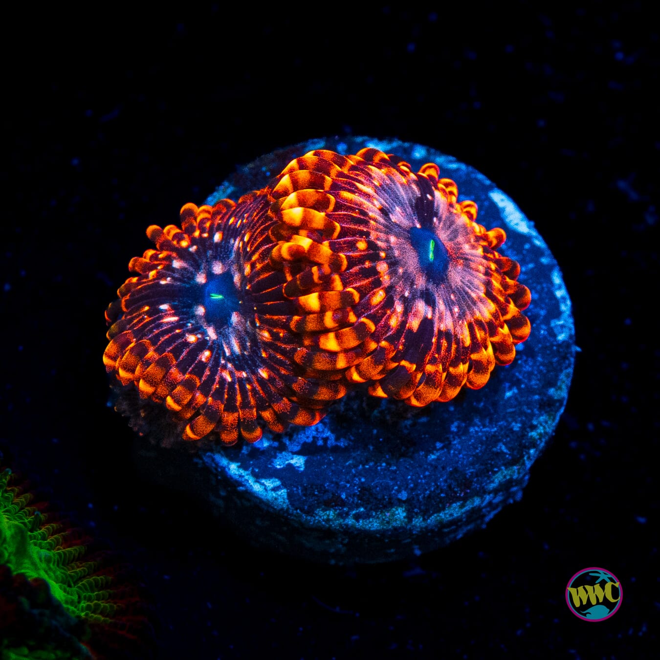 Utter Chaos Zoanthids - Actinic Photo