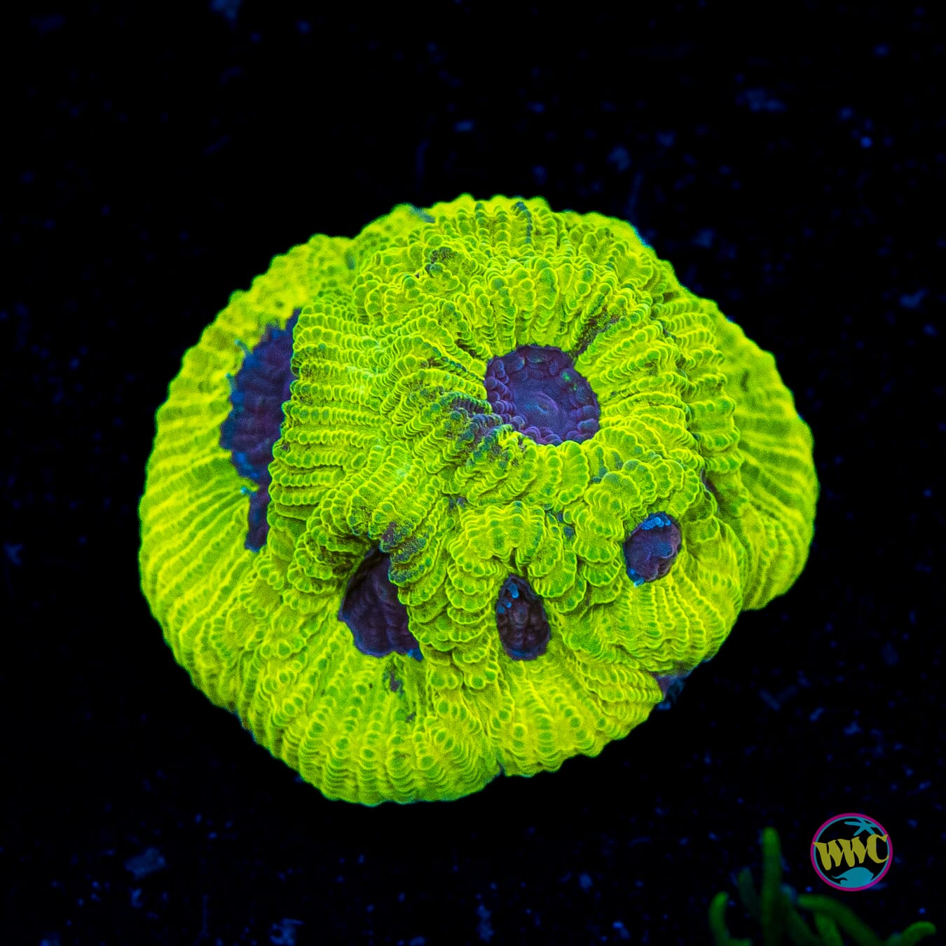 WWC Lemon Zoinkerz Favia - Actinic Photo