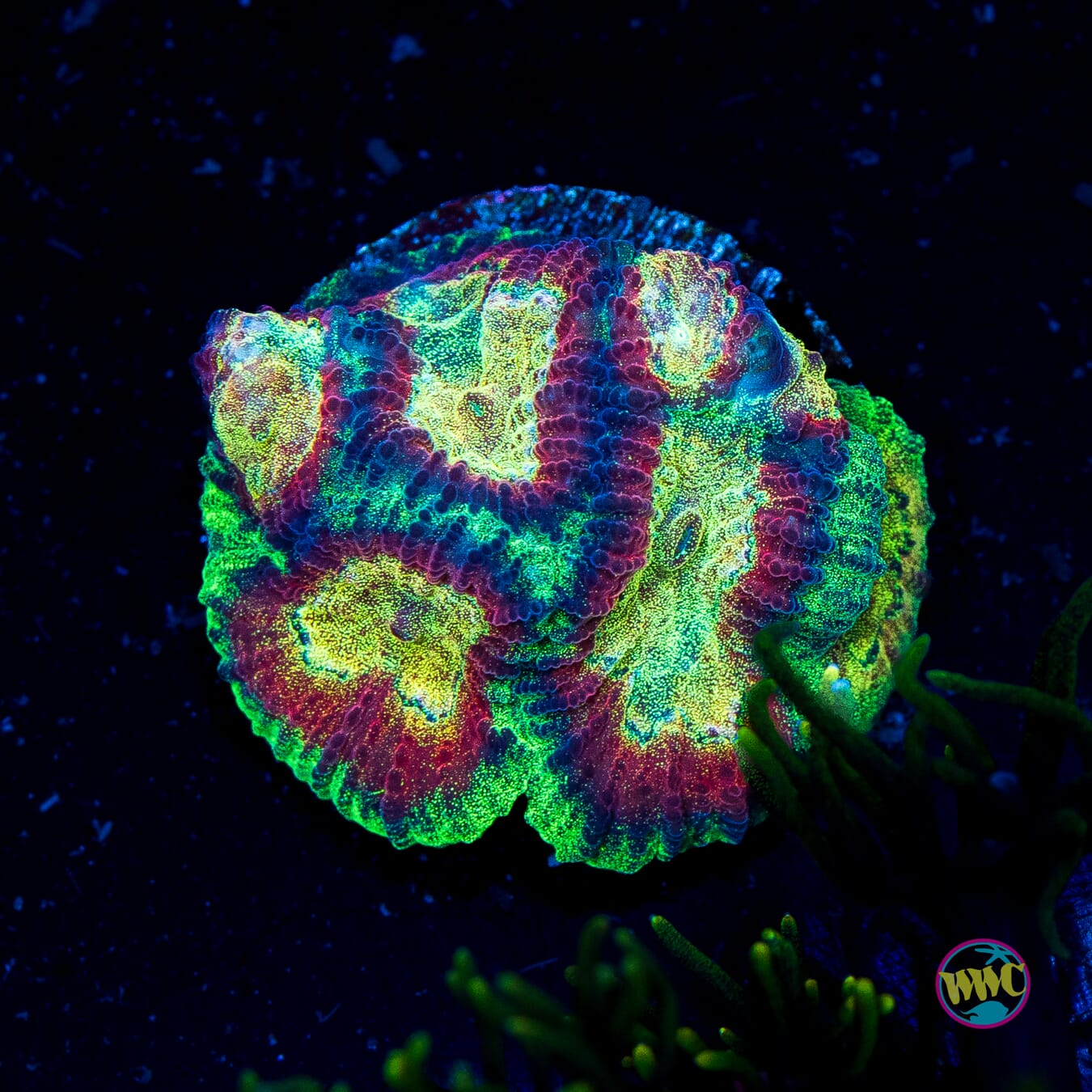 WWC Gold Dust Favia - Actinic Photo