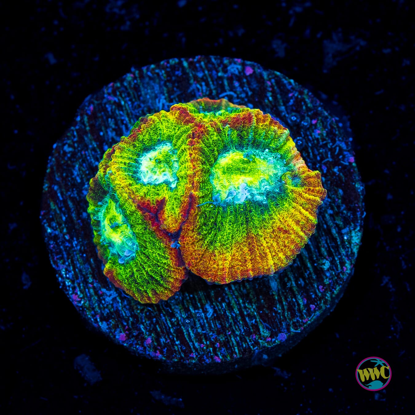 WWC Kraken Favia - Actinic Photo