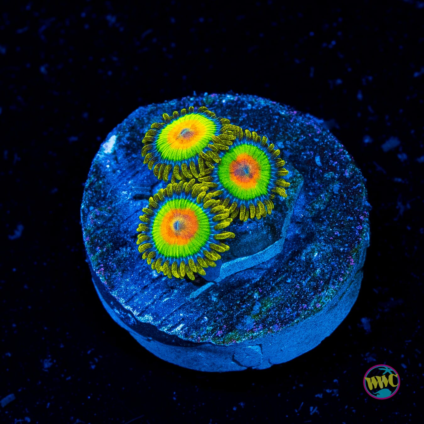Rasta Zoanthids - Actinic Photo