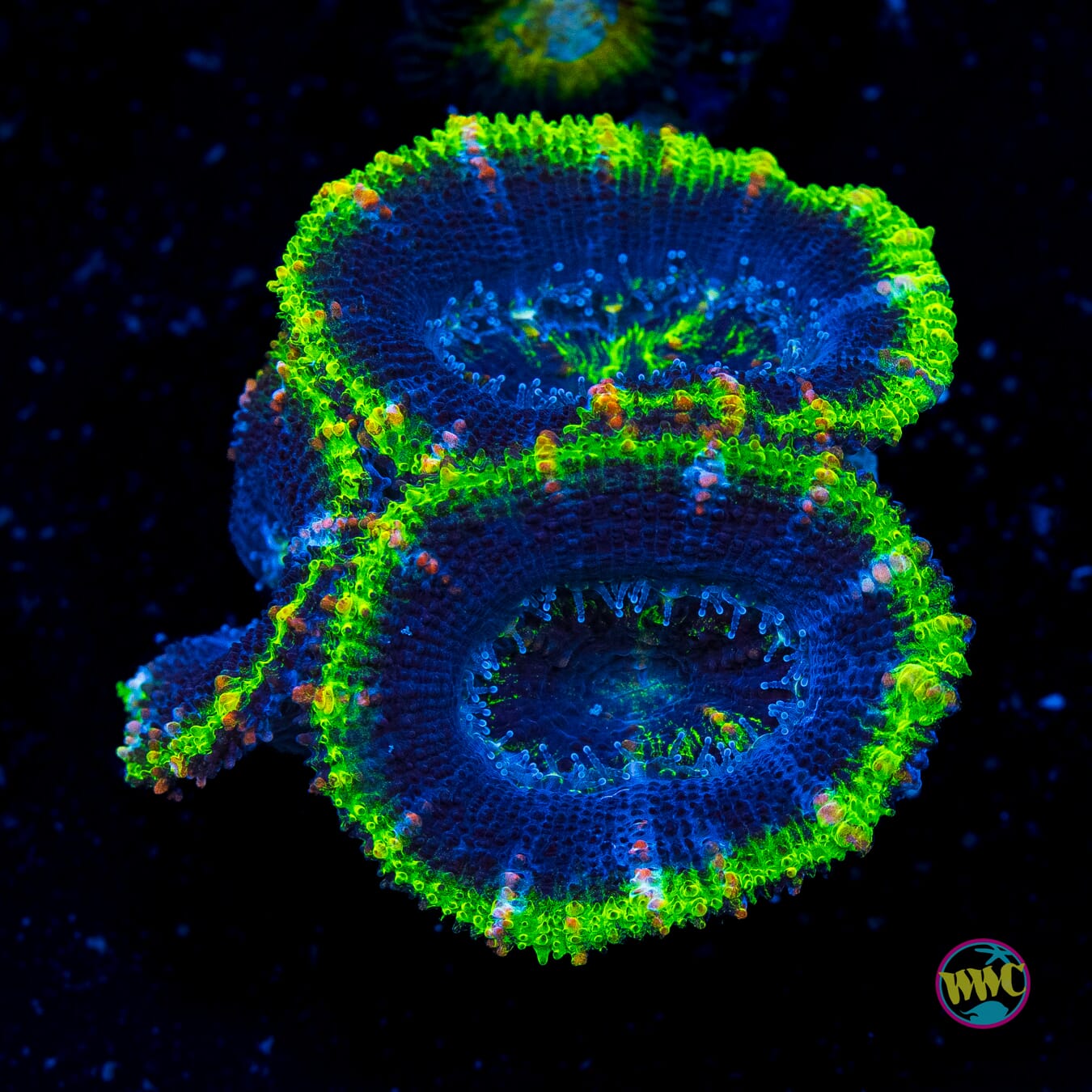 Archipelago Aussie Lord - Actinic Photo