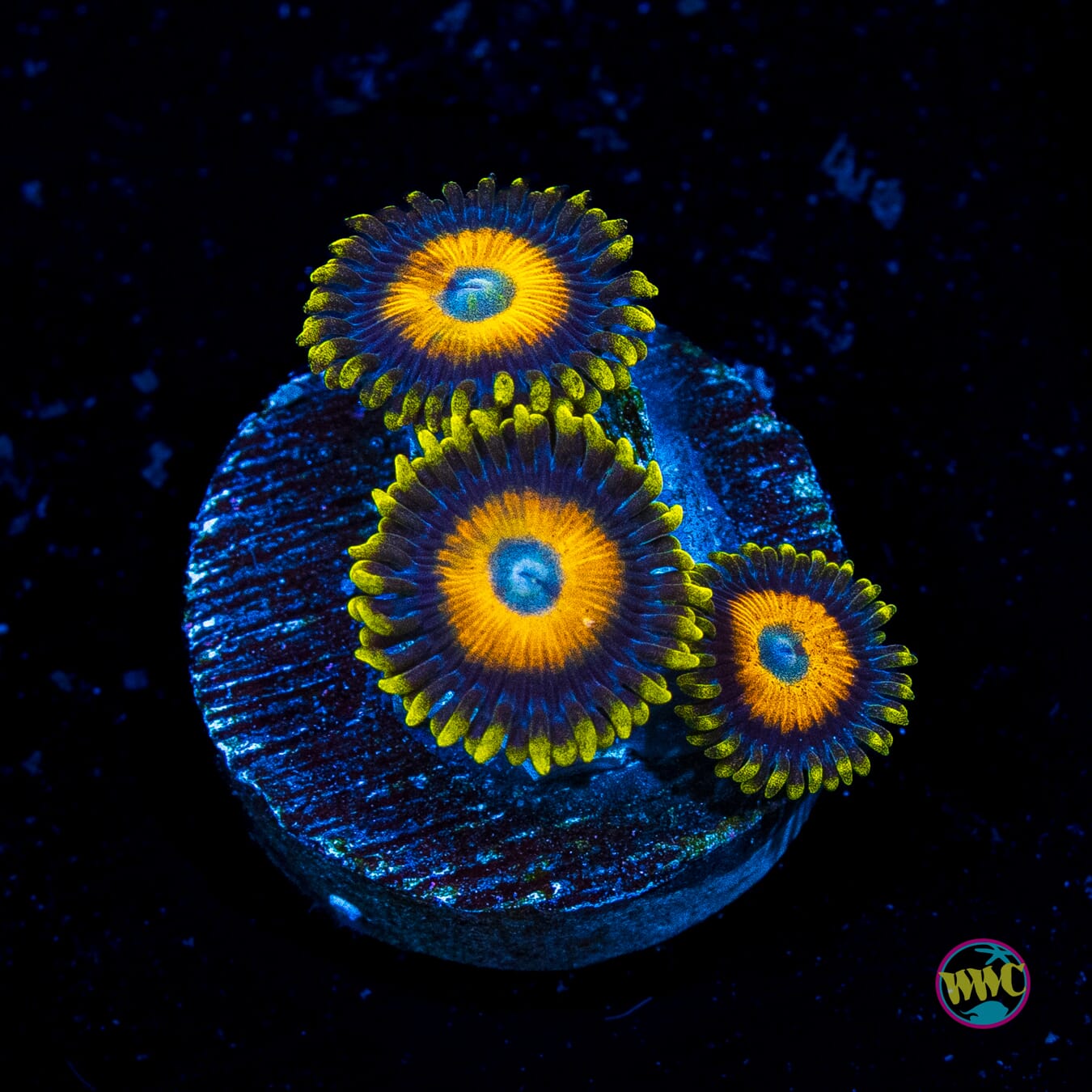 Scrambled Eggs Zoanthids - Actinic Photo