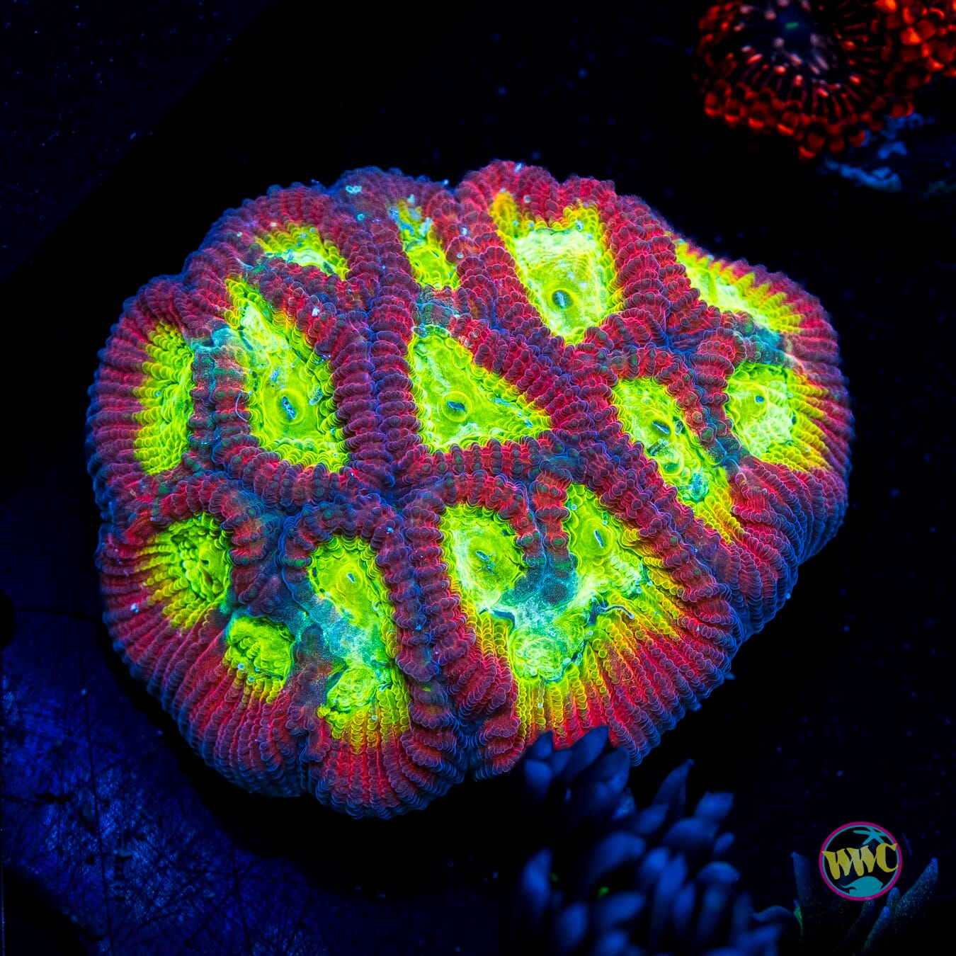 WWC Fantasmo Favia - Actinic Photo