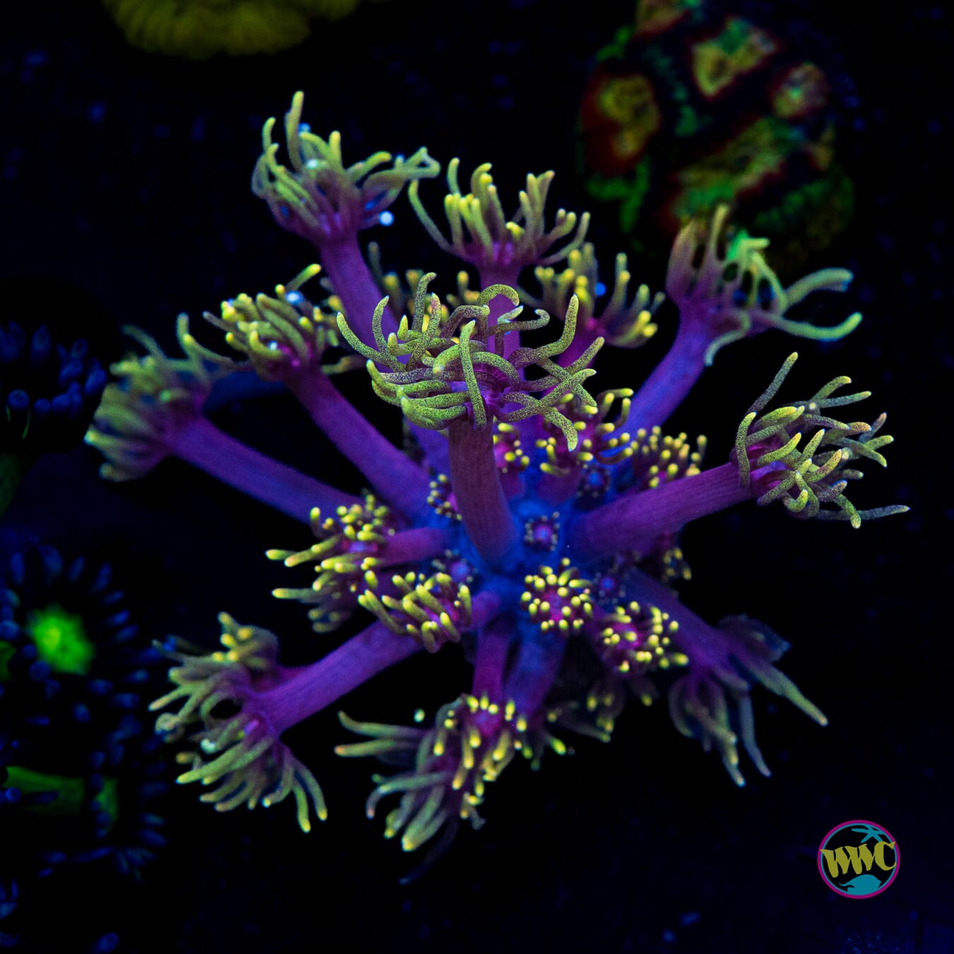 Cosmos Goniopora - Actinic Photo