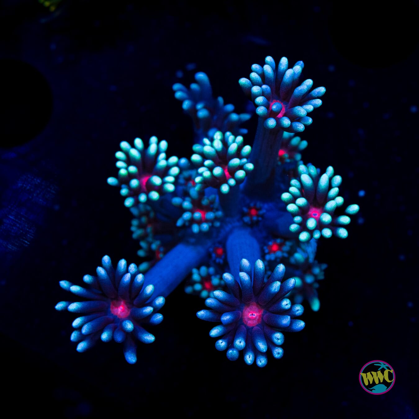 Bloodshot Goniopora - Actinic Photo