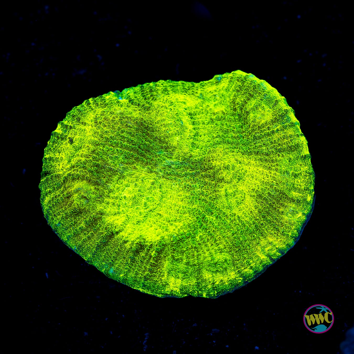 Toxic Field Mycedium Chalice - Actinic Photo