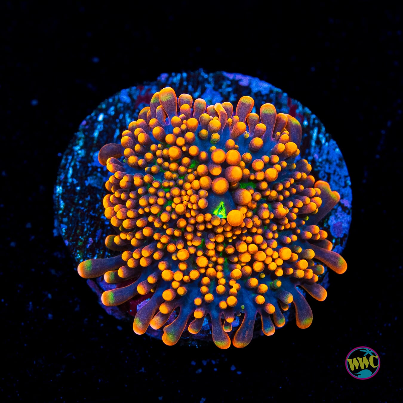 Scorching Orange Yuma Mushroom - Actinic Photo