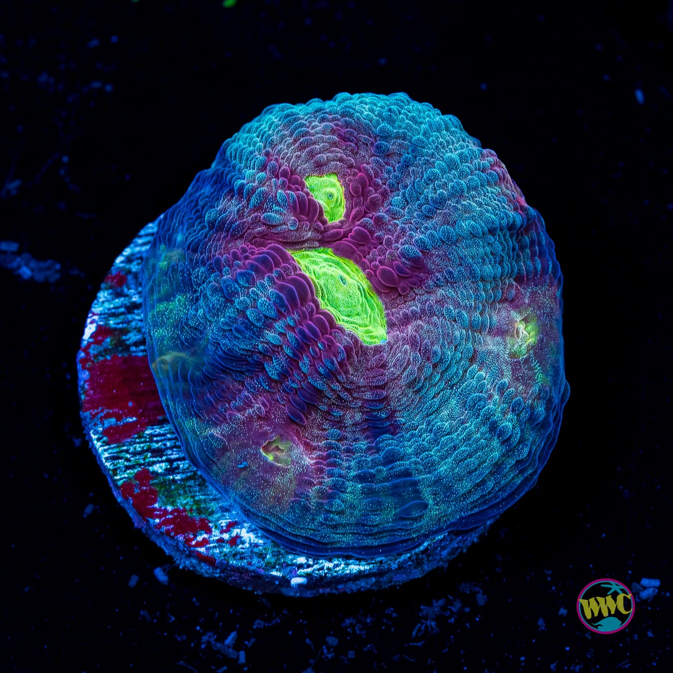 WWC Merlot Chalice - Actinic Photo