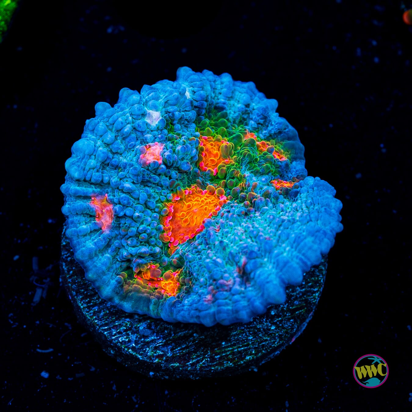 WWC Boogie Man Chalice - Actinic Photo