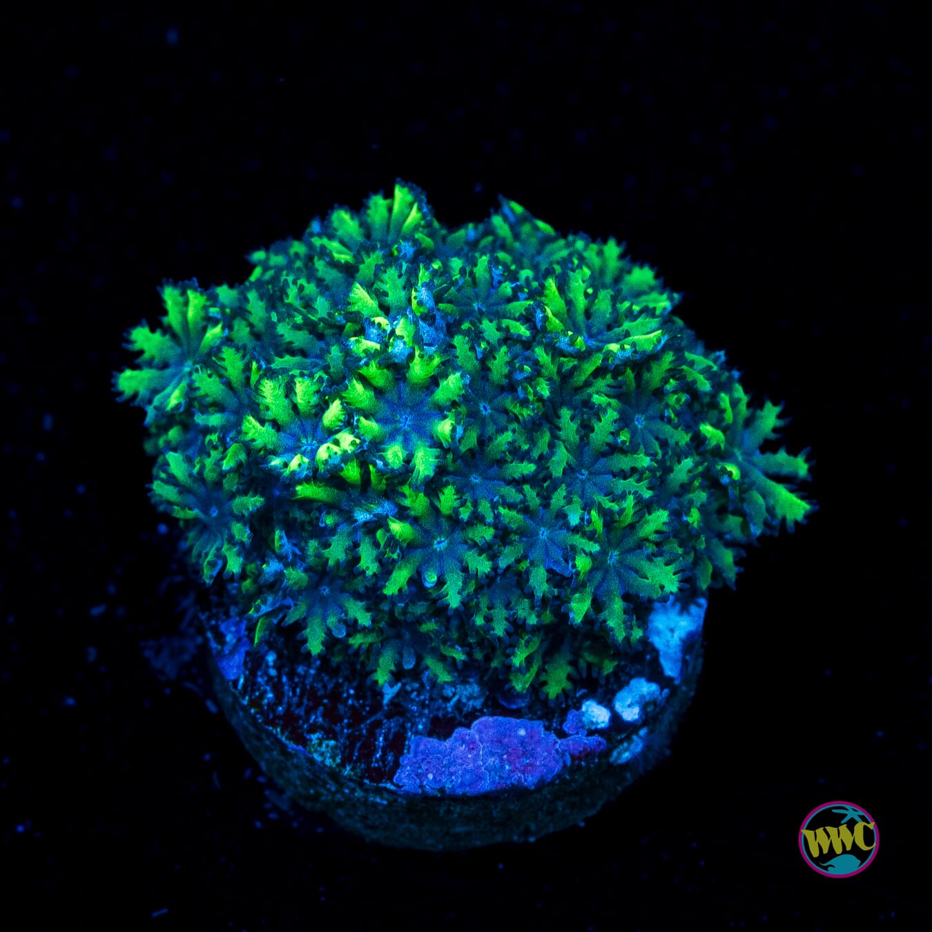 WWC Blue Sympodium - Actinic Photo