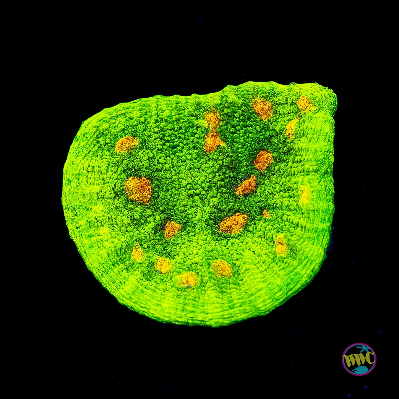 WWC Space Invader Mycedium Chalice - Actinic Photo