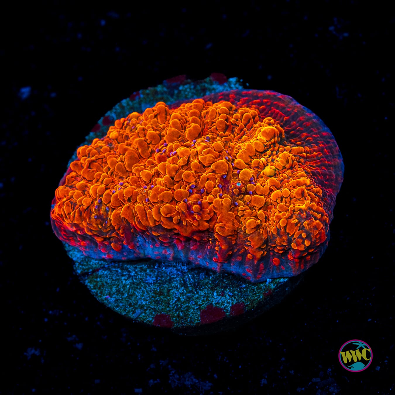 WWC Seared Stellaria Chalice - Actinic Photo