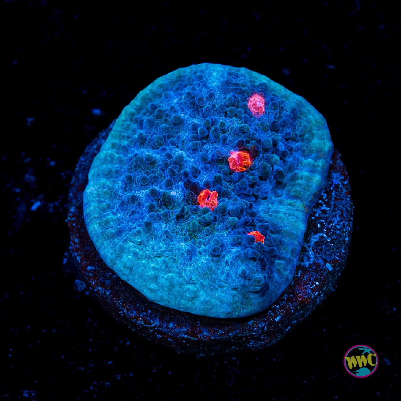 Terminator Chalice - Actinic Photo