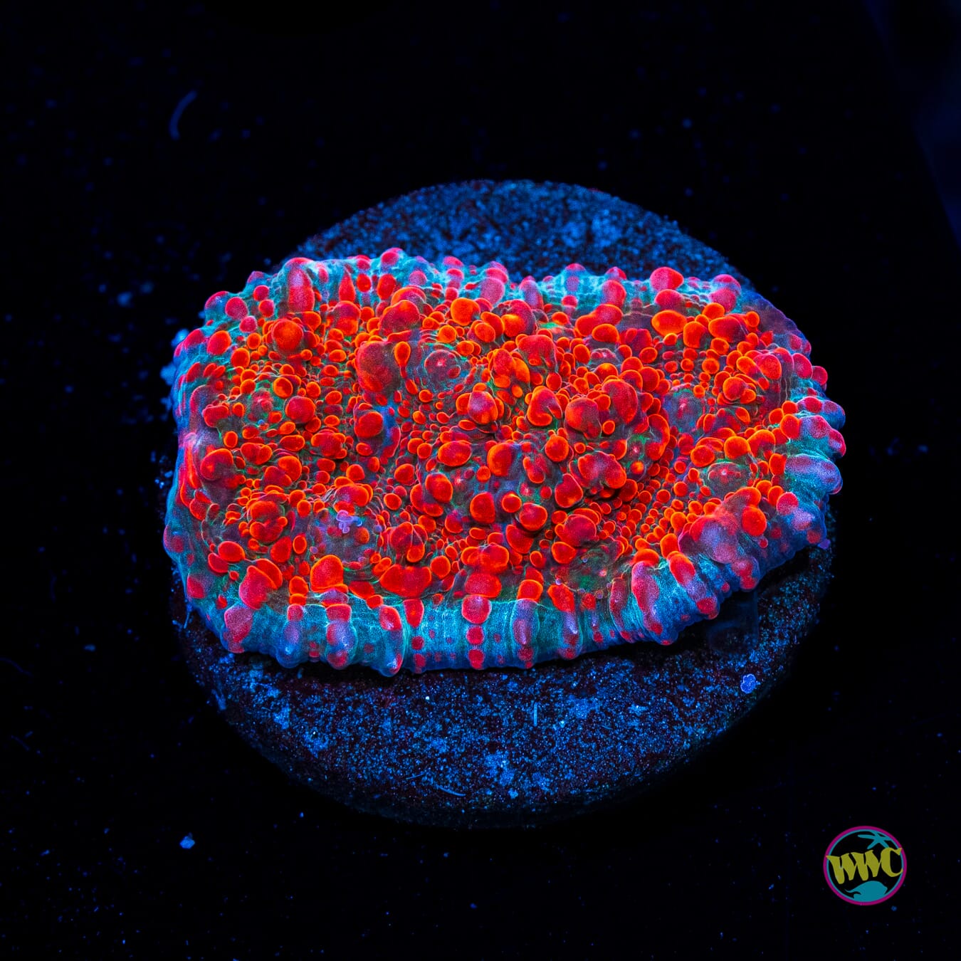 WWC Cherry Garcia Chalice - Actinic Photo