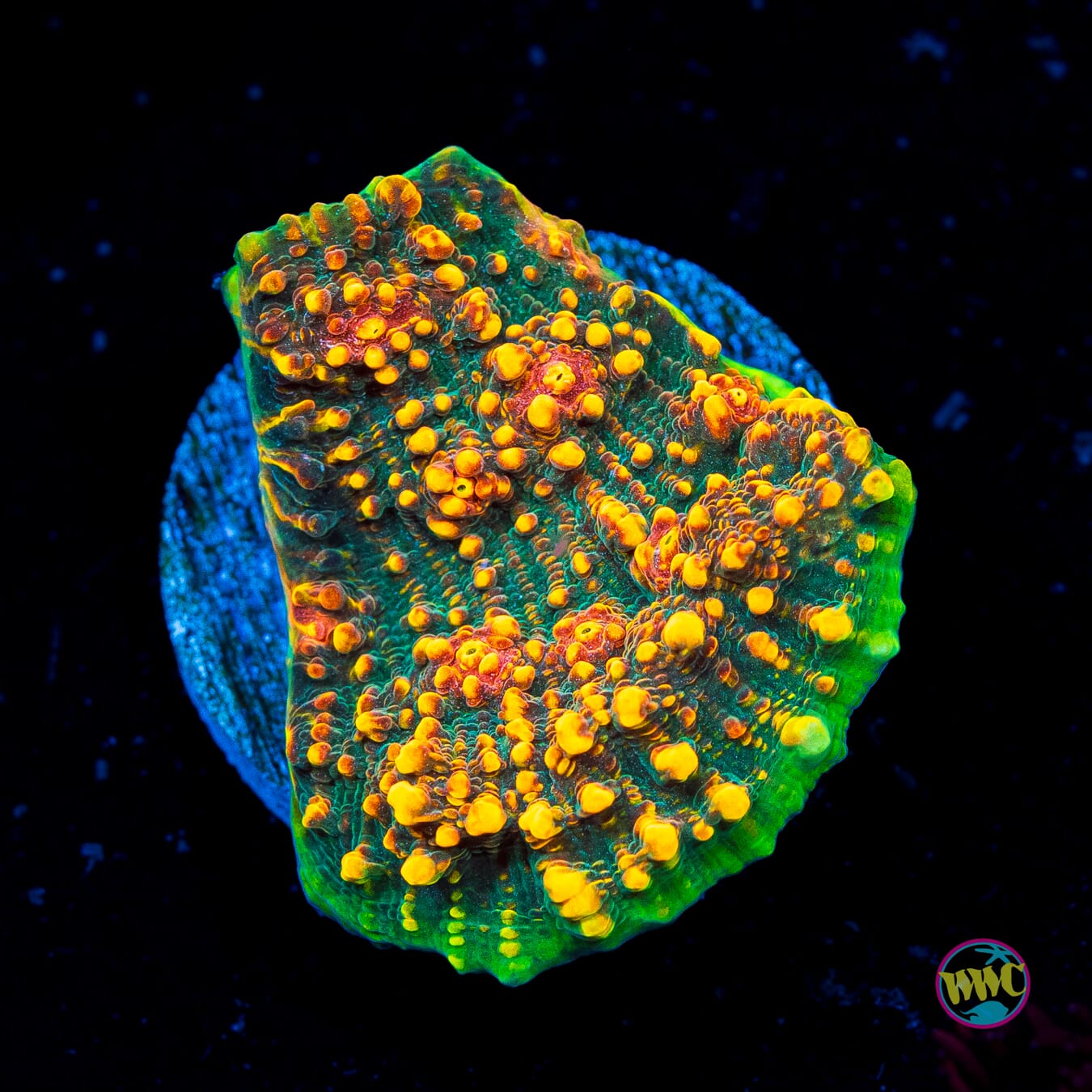 WWC Area 51 Chalice - Actinic Photo