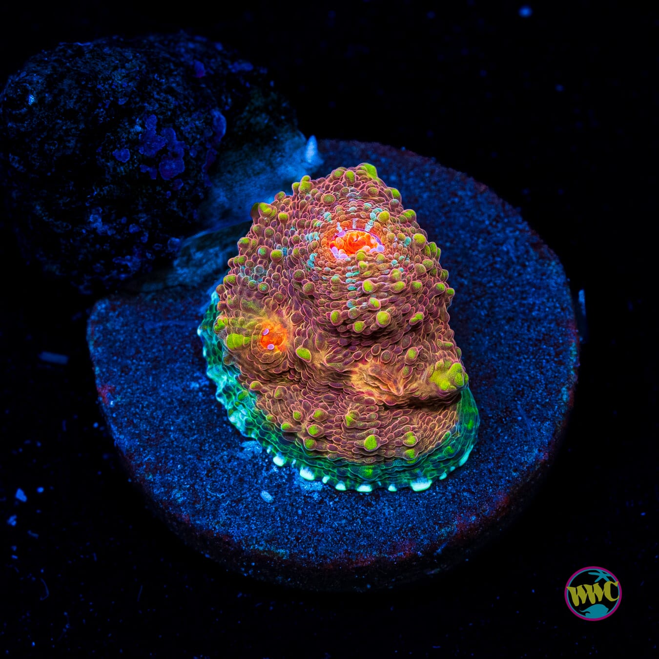 Red Rocks Chalice - Actinic Photo