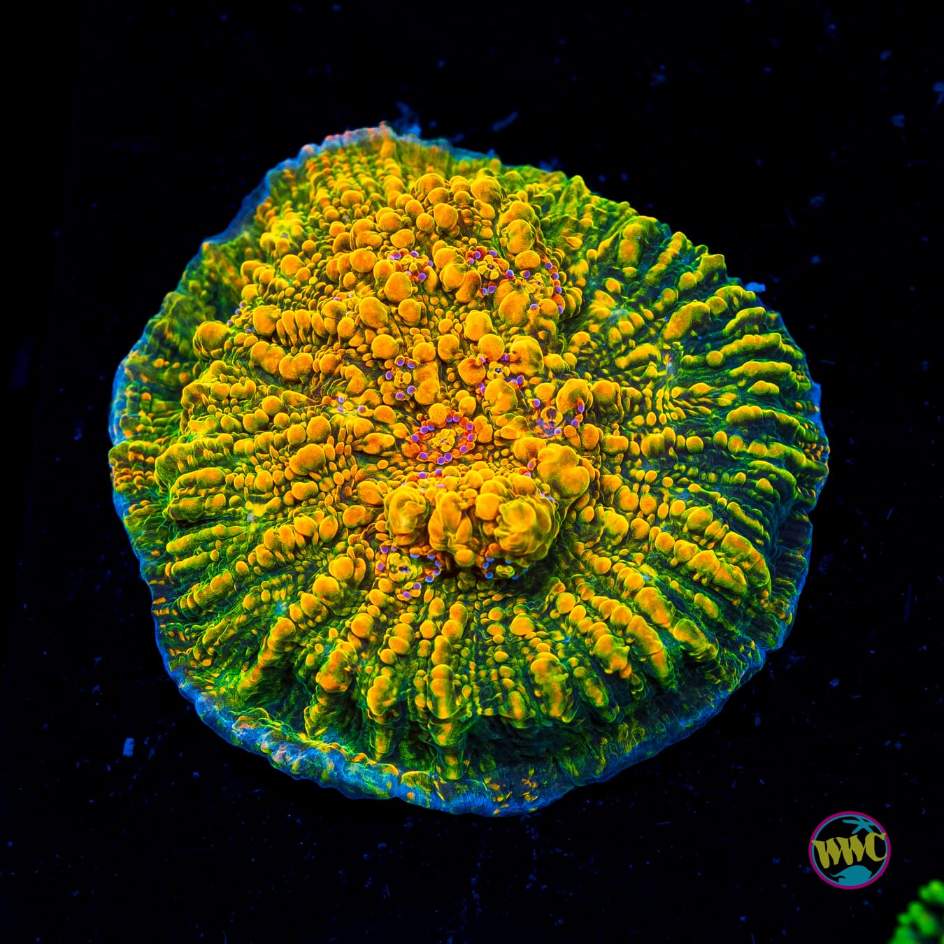 WWC Stellaria Chalice - Actinic Photo