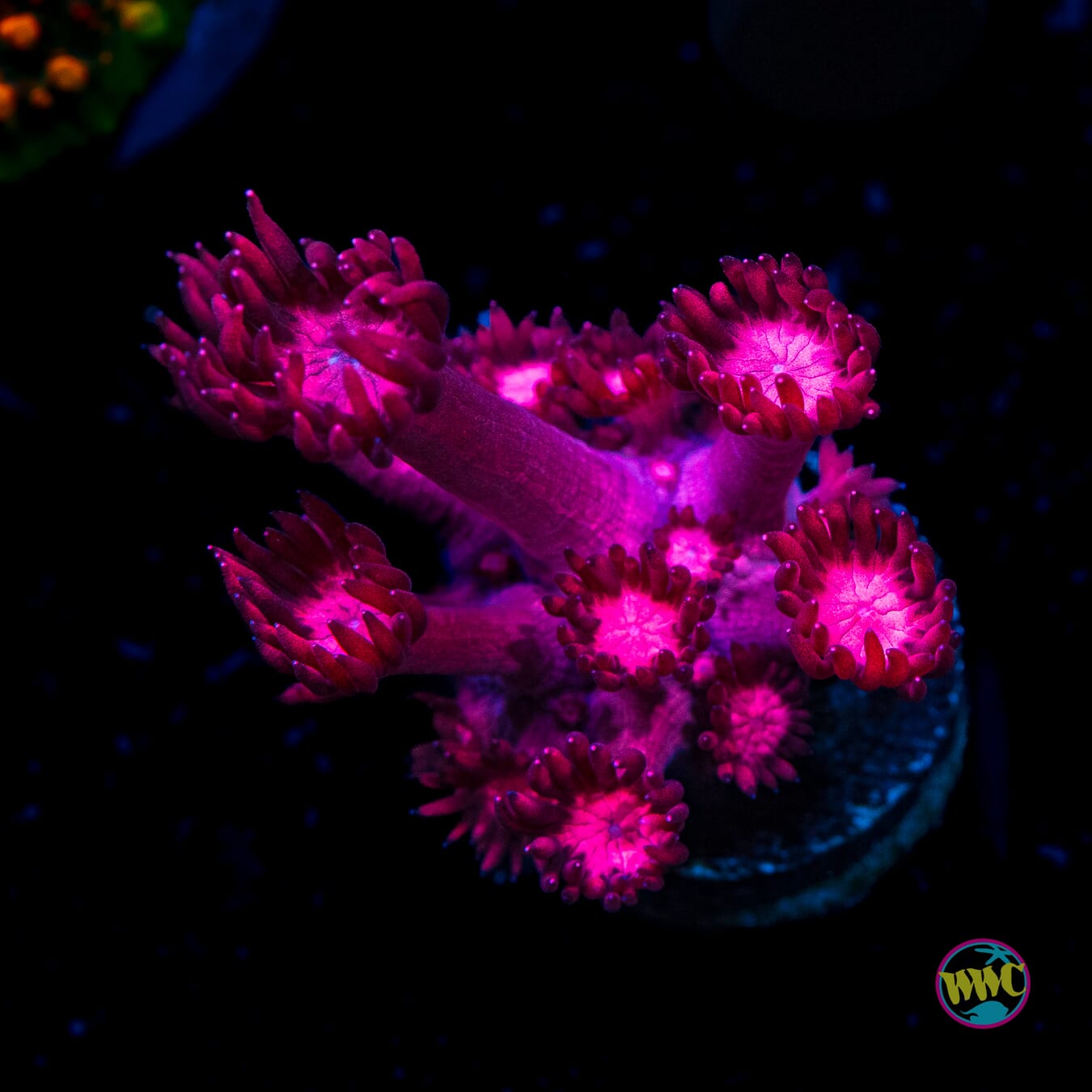 WWC Cherry Red Goniopora - Actinic Photo