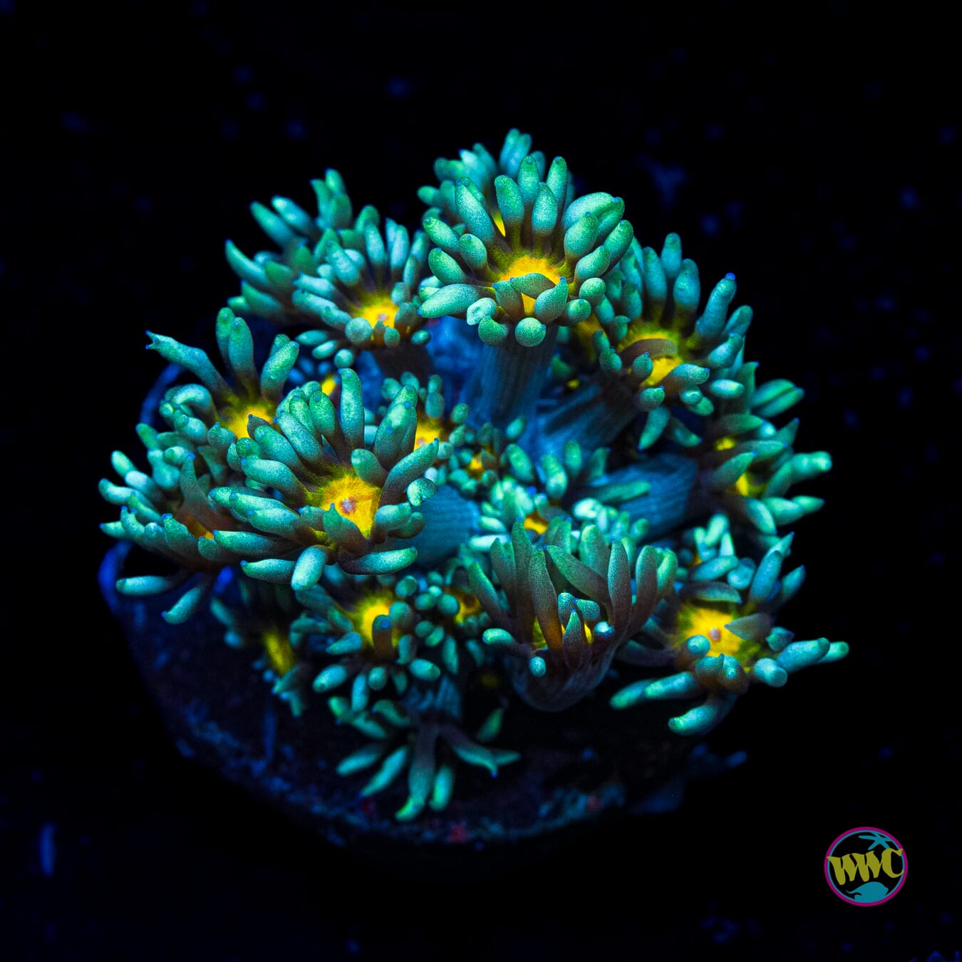 Lemon Head Goniopora - Actinic Photo