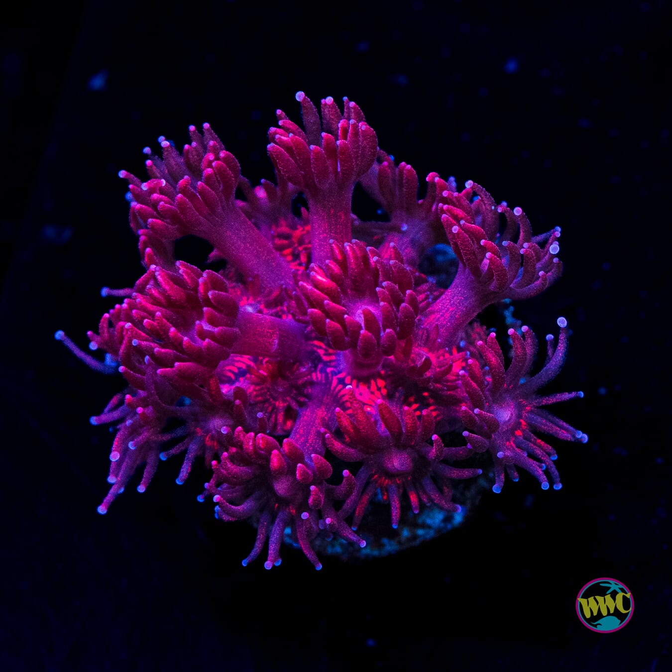 Ruby Red Goniopora - Actinic Photo