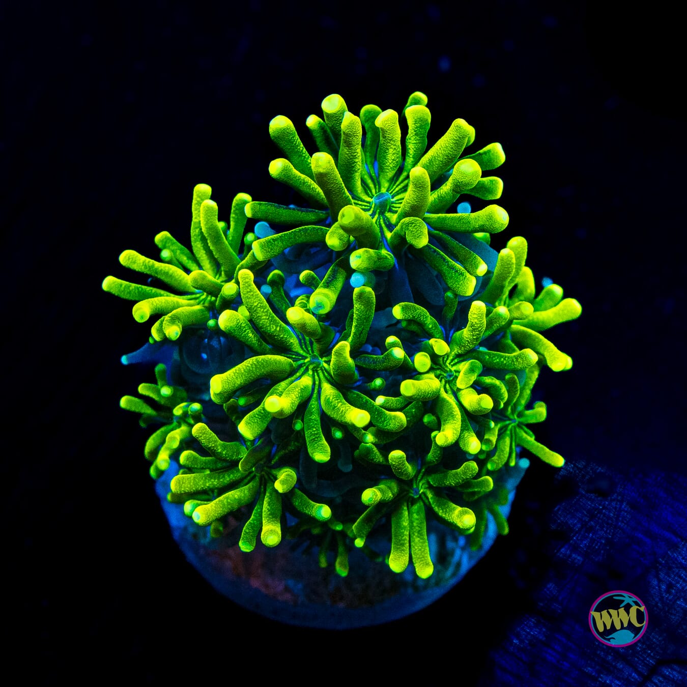 WWC Lemonade Galaxea - Actinic Photo